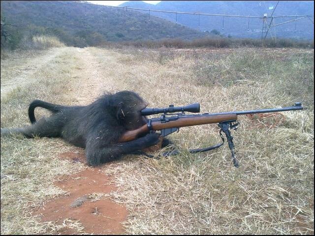 baboon.jpg