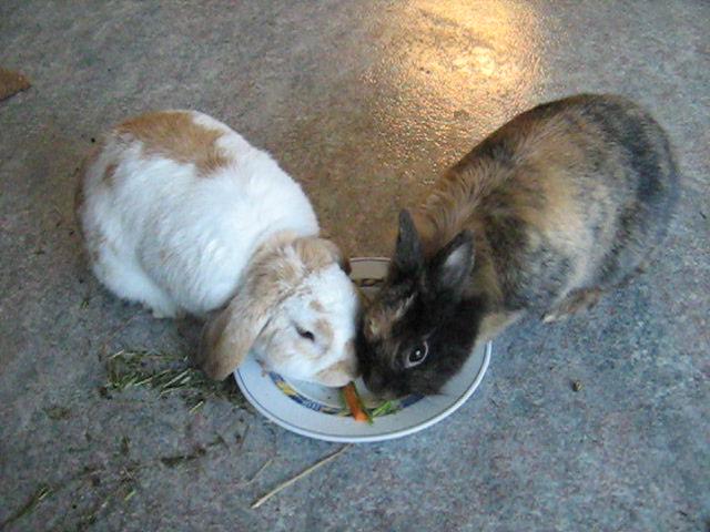 Nijntje & Muisje.JPG