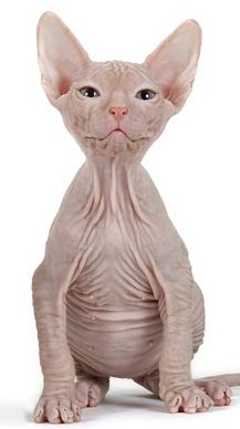 kale poes.jpg