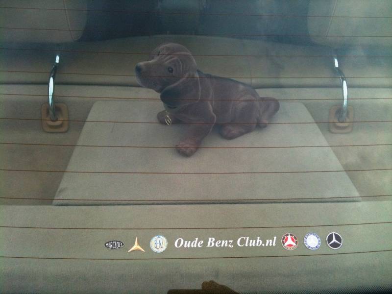 doggie5.jpg