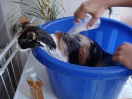 Kat wassen.jpg