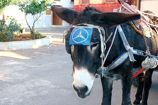 mercedes-brand-donkey.jpg