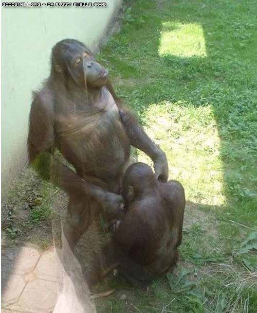monkeys.jpg
