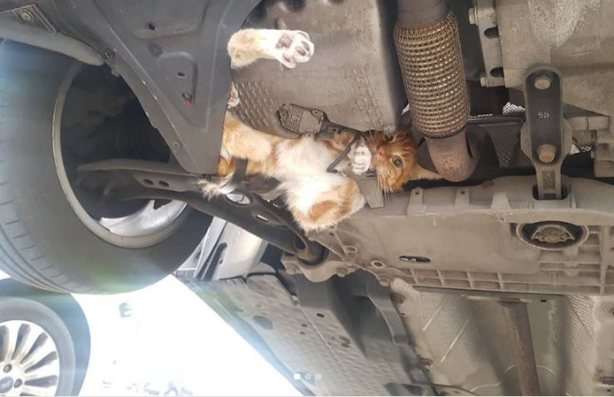 Kat onder auto.jpg